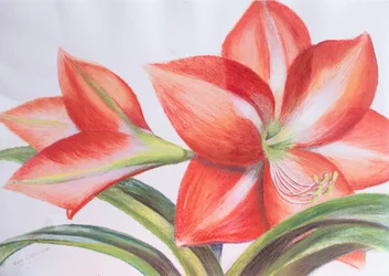 Broget lilje, 2016 (pastel)